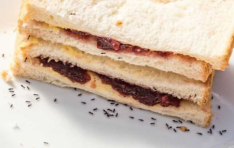 ants on a peanut butter jelly sandwich 