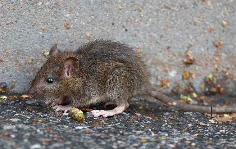 A baby rat