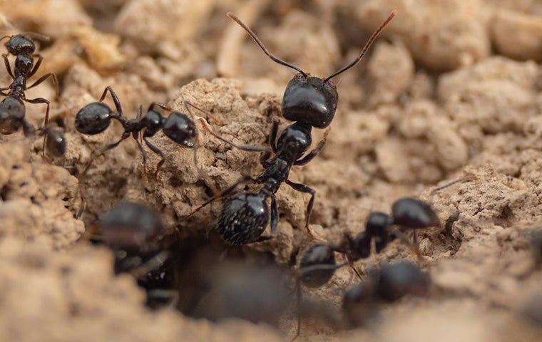 How To Identify And Get Rid Of Carpenter Ants In Your McAllen Home ...