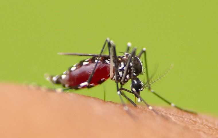 Mosquito Biting Skin 5 6096295E 7E