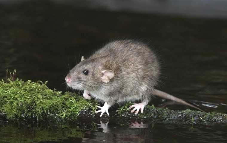 Rat on moss